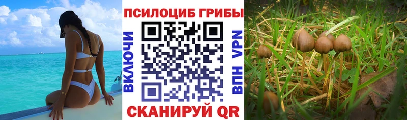 где продают   Пустошка  Галлюциногенные грибы Cubensis 